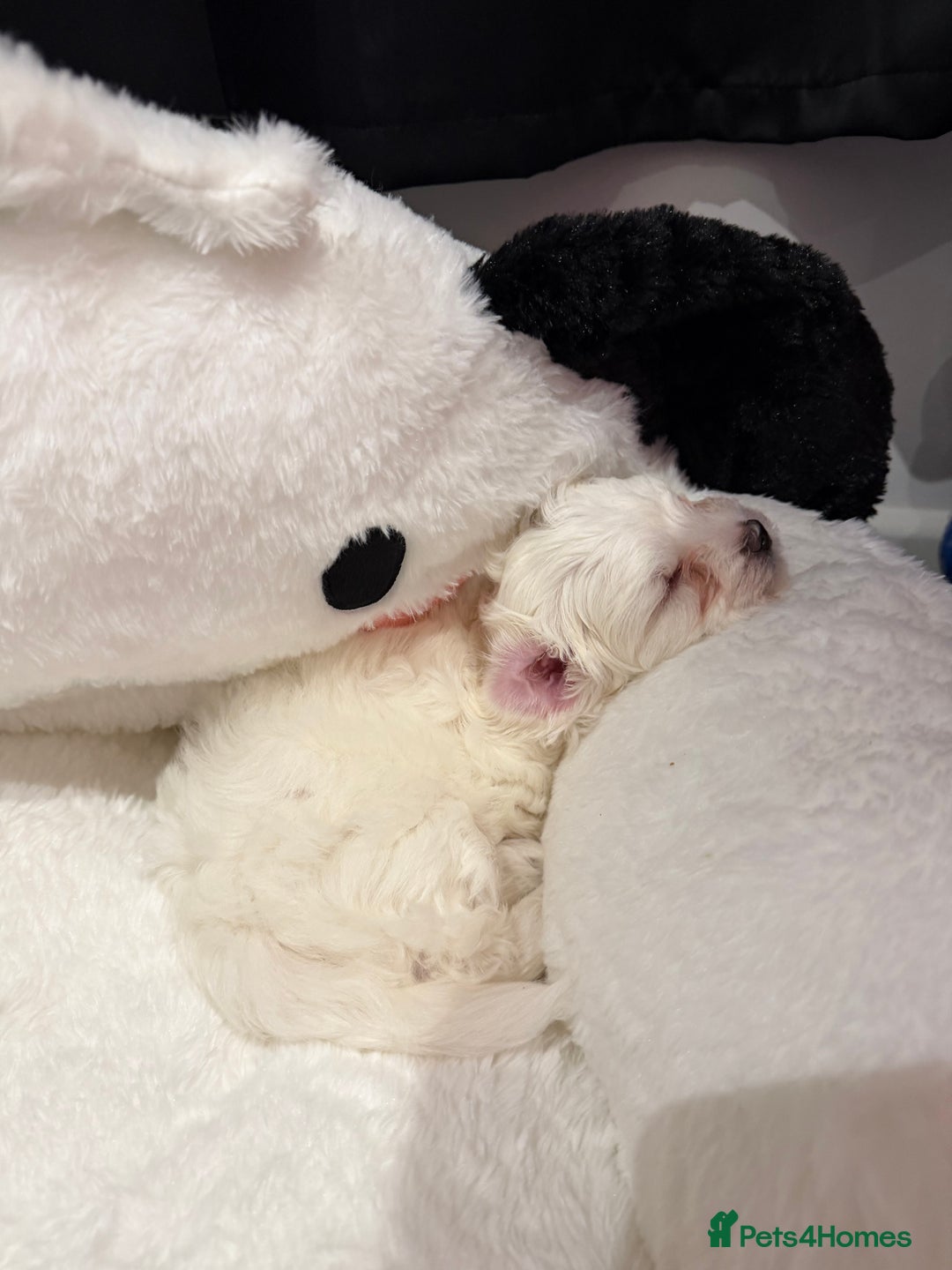 Maltese dogs for sale: Gorgeous Maltese puppies  - Advert 29