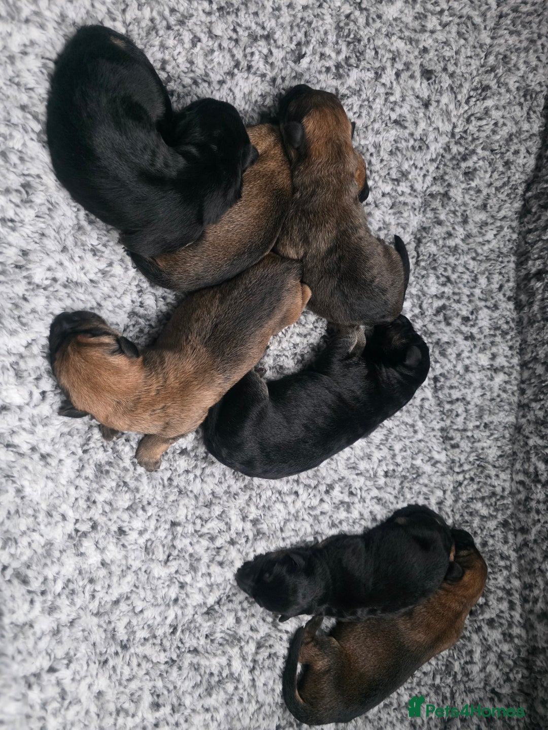 German Shepherd dogs for sale: Puppy German Shepherd  - Advert 4