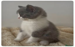 British Shorthair cats for sale: GCCF British Shorthair Blue Bi-Colour male kitten - Image 6