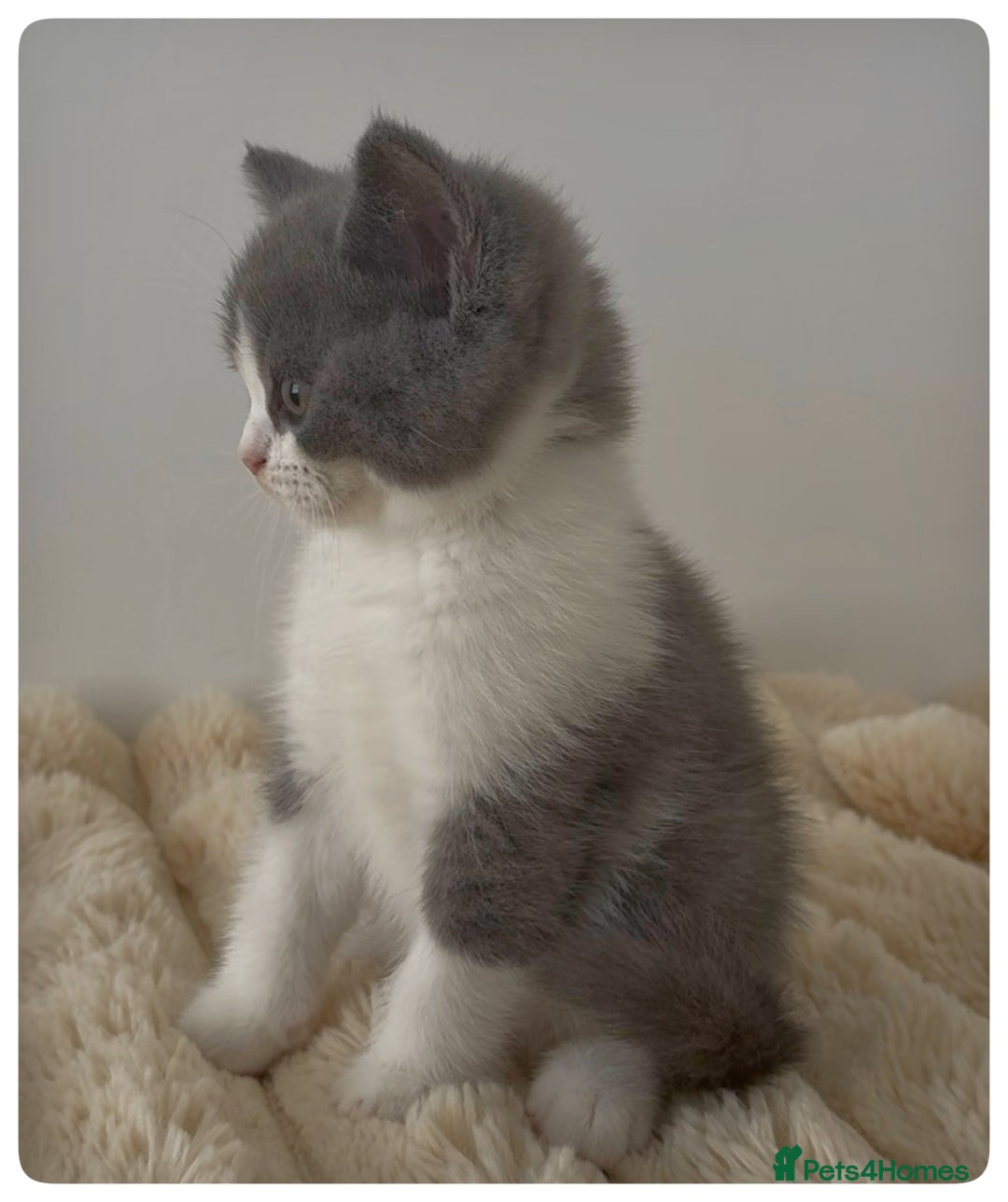 British Shorthair cats for sale: GCCF British Shorthair Blue Bi-Colour male kitten - Image 6