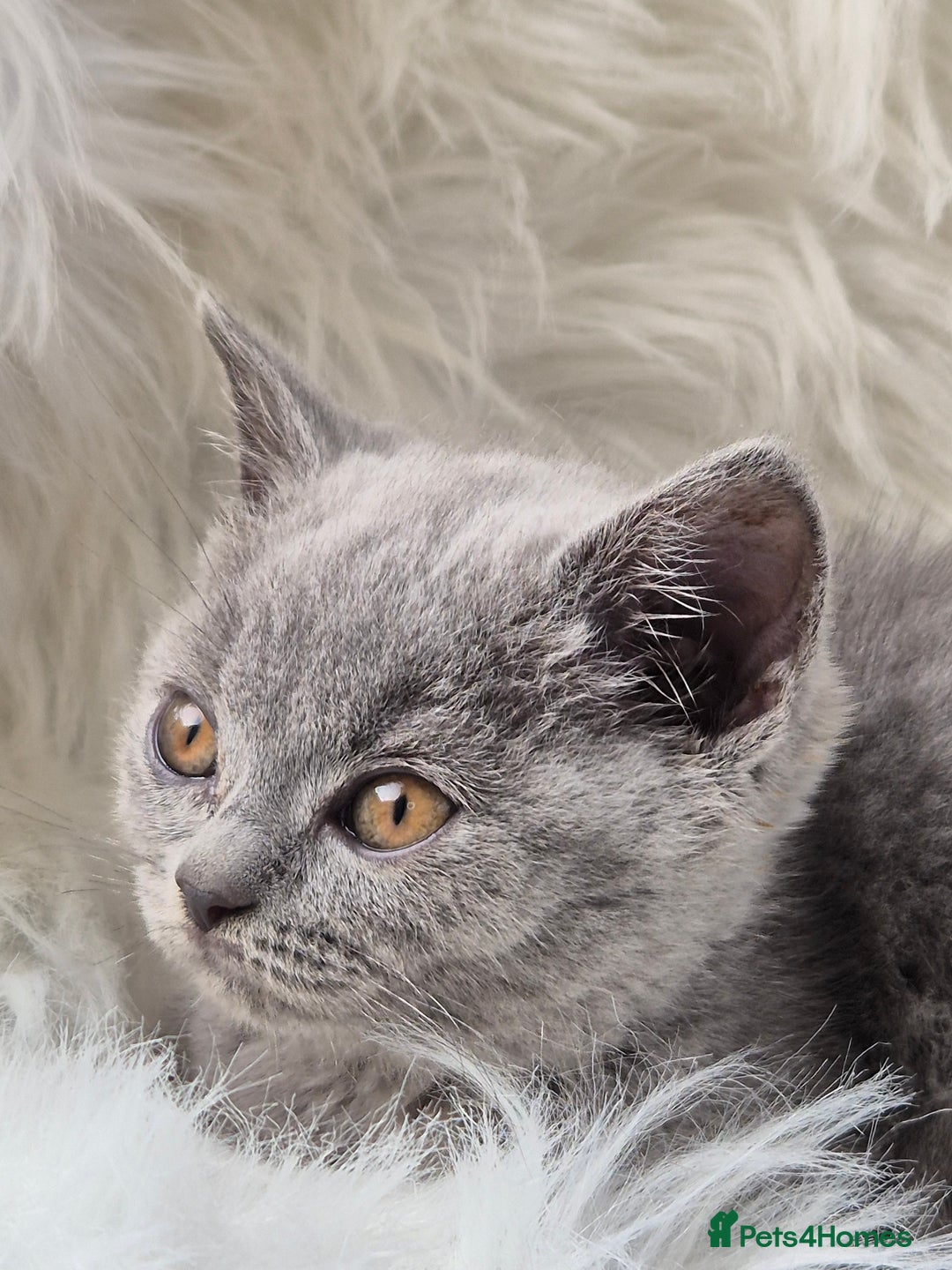 British Shorthair cats for sale: Absolute darling BSH kits GCCF Reg Fantastic type - Image 21
