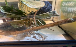 Stick Insects invertebrates for sale: Stick Insects for sale - Image 2