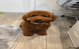 Miniature Poodle dogs for stud: Handsome Miniature Poodle Stud  - Image 9