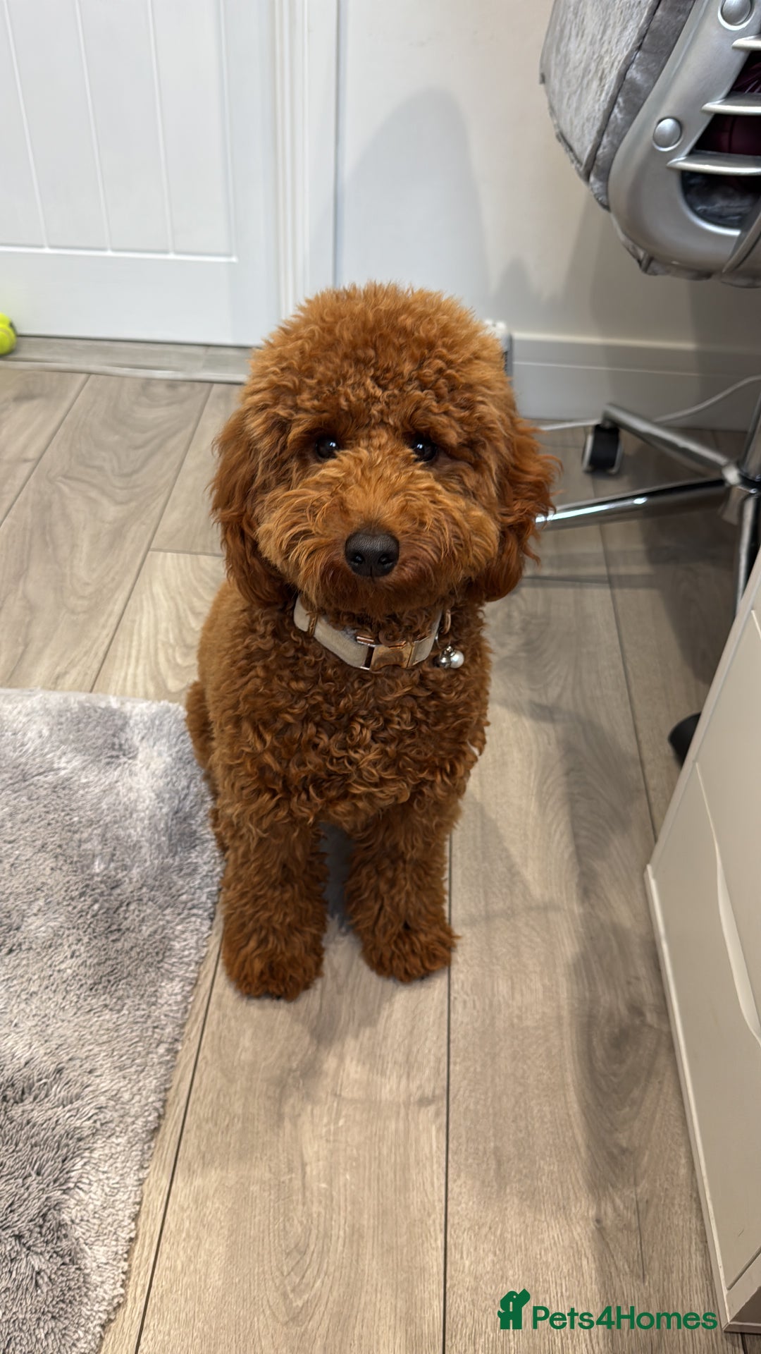 Miniature Poodle dogs for stud: Handsome Miniature Poodle Stud  - Image 9