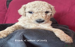 Goldendoodle dogs for sale: Goldendoodle Puppies - Health Tested Parents - Image 7