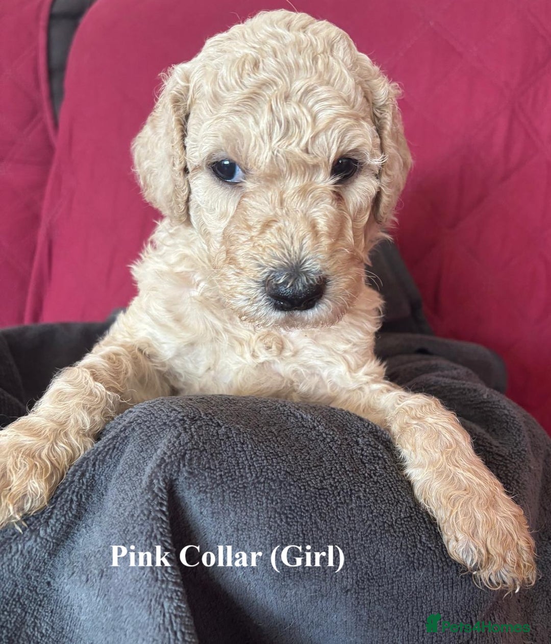Goldendoodle dogs for sale: Goldendoodle Puppies - Health Tested Parents - Image 7