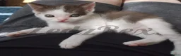 Devon Rex cats for sale: Special home wanted for beautiful Devon Rex x BSH  - Advert 6