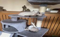 British Shorthair cats for sale:  British shorthair colourpoint pedigree kittens  - Image 9