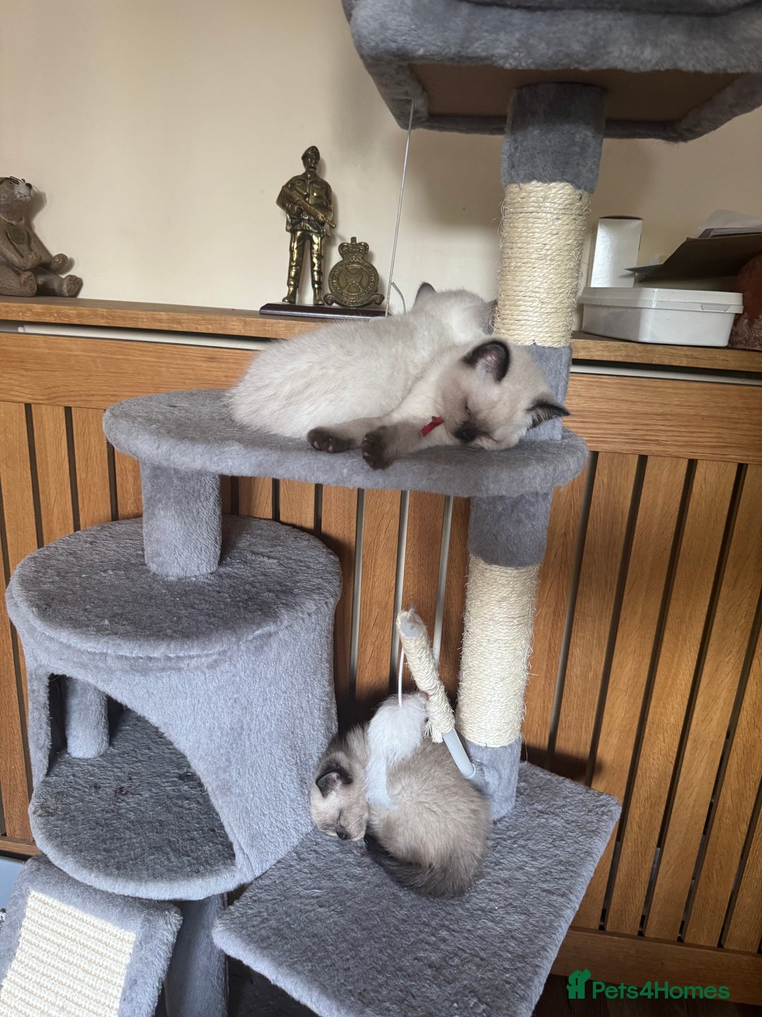 British Shorthair cats for sale:  British shorthair colourpoint pedigree kittens  - Image 9