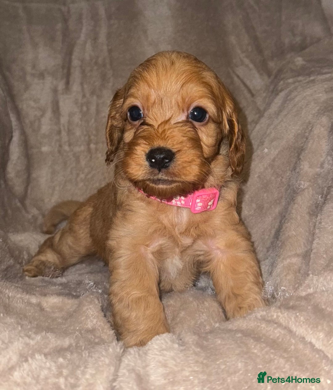 Cockapoo dogs for sale: 7 Cockapoo F1 class Fox red puppies - Advert 7