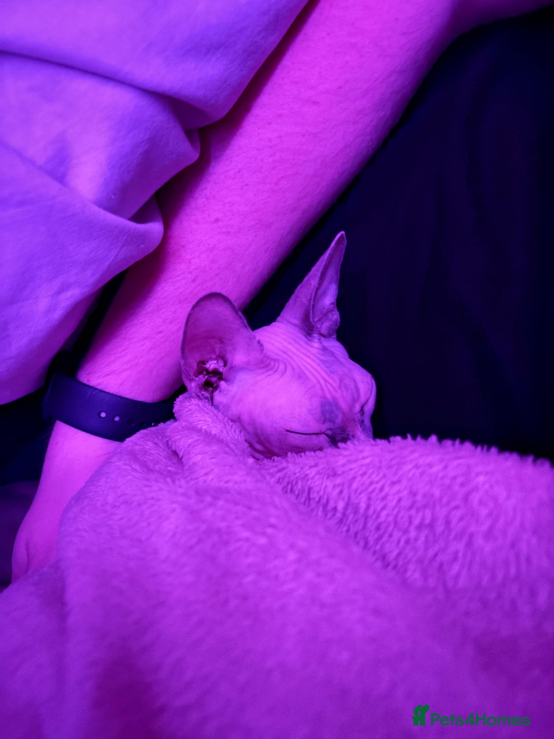 Sphynx cats for sale: 3yr old female Sphynx - Image 2