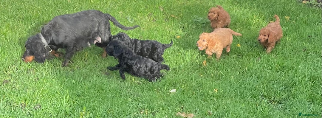 Cockapoo dogs for sale: Gorgeous cockapoo puppies - Image 12