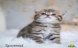 British Shorthair cats for sale: Beautiful golden British shorthair kittens - Image 4