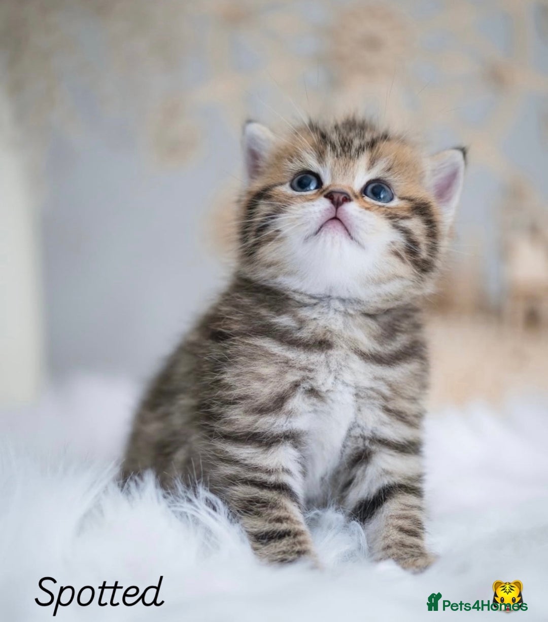 British Shorthair cats for sale: Beautiful golden British shorthair kittens - Image 4