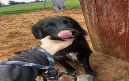 Mixed Breed dogs for adoption: Meet Bailey, currently residing in Cheshire  - Image 6