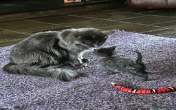 Maine Coon cats for sale: Beautiful GCCF reg Mainecoon kittens available  - Image 4