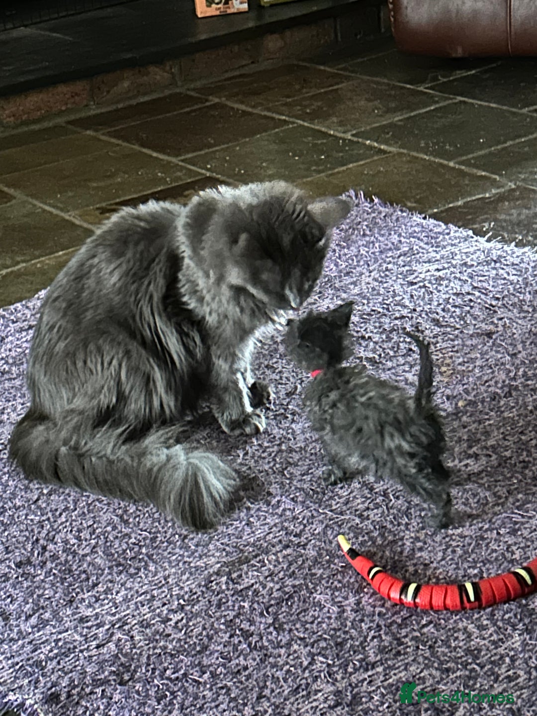 Maine Coon cats for sale: Beautiful GCCF reg Mainecoon kittens available  - Image 4