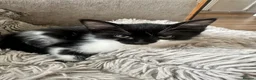 Mixed Breed cats for sale: 5 beautiful black and white kittens.READY TO GO!!  in Lichfield - Advert 5