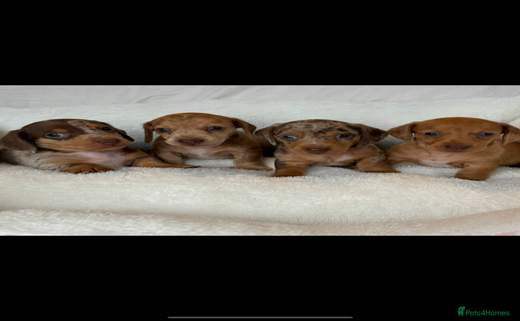 Miniature Dachshund dogs - Advert 16
