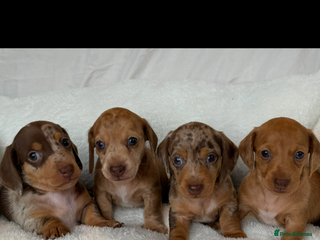 Miniature Dachshund dogs - Advert 9