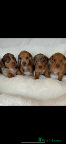Miniature Dachshund dogs - Advert 16
