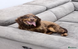 Cocker Spaniel dogs for sale: Working Cocker Spaniel Bitch - Image 5