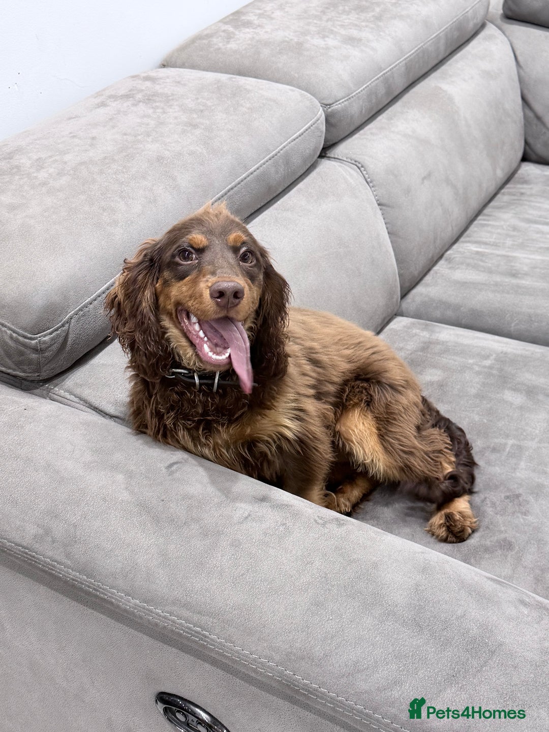 Cocker Spaniel dogs for sale: Working Cocker Spaniel Bitch - Image 5