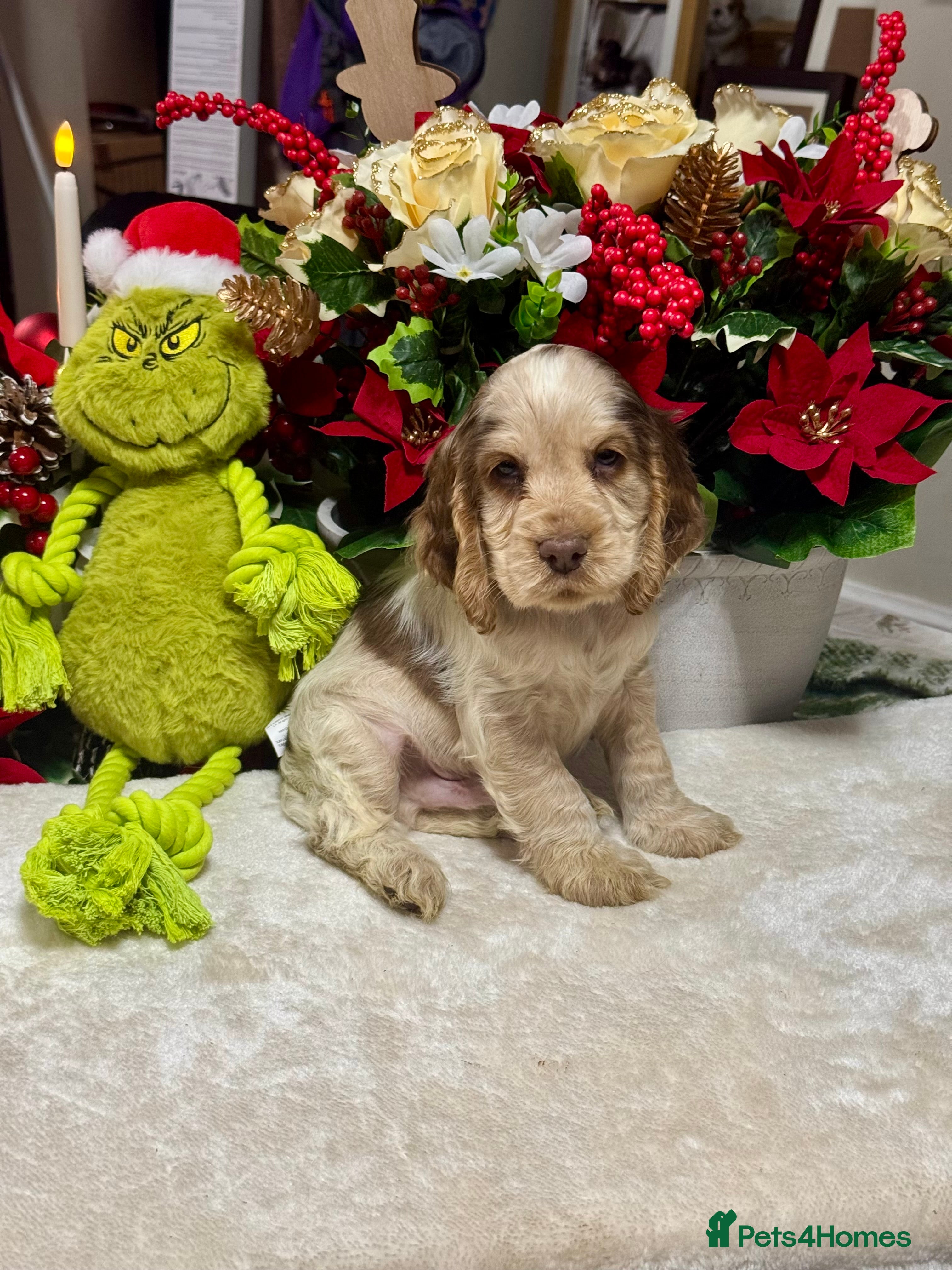 Cocker Spaniel dogs 2left gorgeous show type cocker spaniel dna clear  - Advert 1