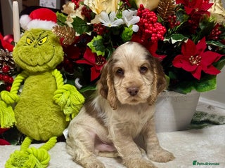 Cocker Spaniel dogs 2left gorgeous show type cocker spaniel dna clear - Advert 6