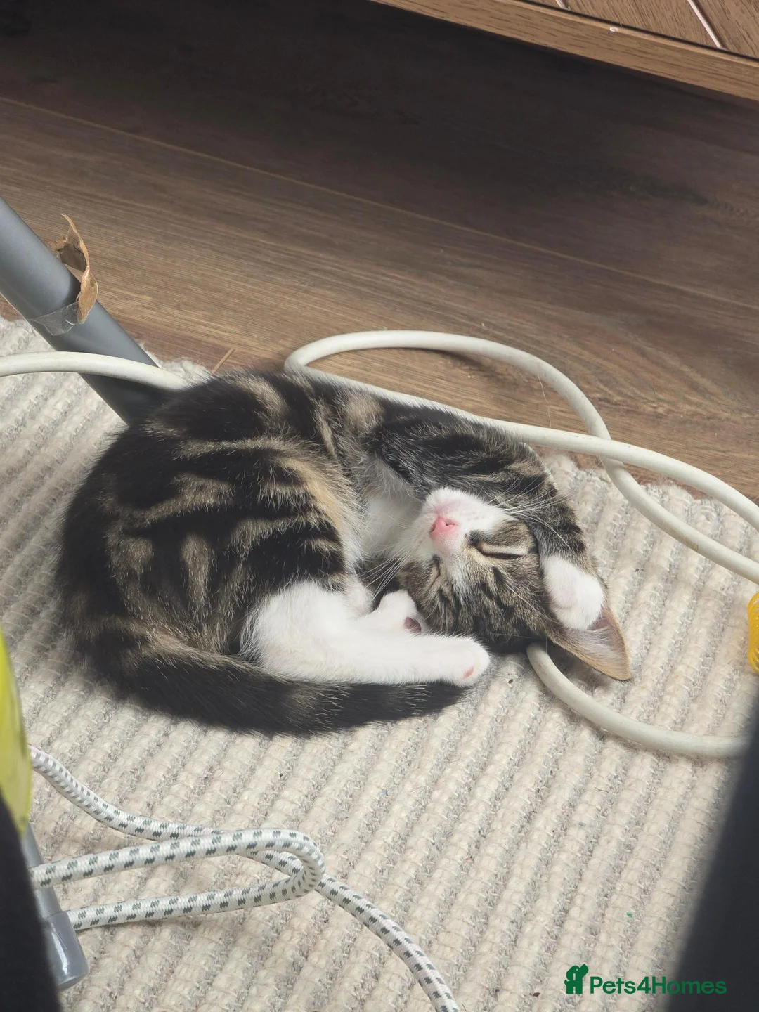 Mixed Breed cats for sale: Tabby Female Kitten  - Advert 1