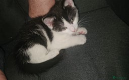 Domestic Shorthair cats for sale: Kittens ready to go - Image 5