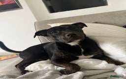 Mixed Breed dogs for sale: Gracie  - Image 1
