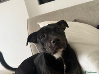 Mixed Breed dogs - Advert 19