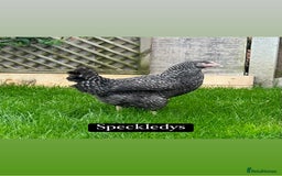 Chickens poultry for sale: Coloured hybrid hens at pol - Image 8