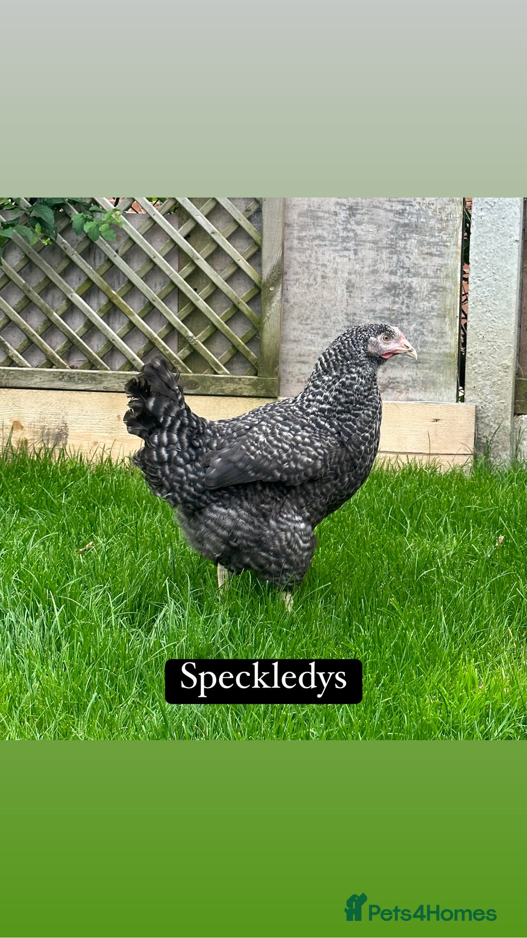 Chickens poultry for sale: Coloured hybrid hens at pol - Image 8