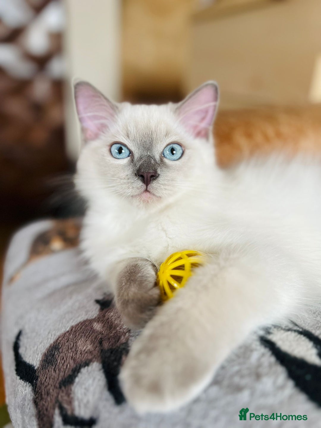 Ragdoll cats for sale: SILKY GCCF PEDIGREE RAGDOLL - Championline  in London - Image 37