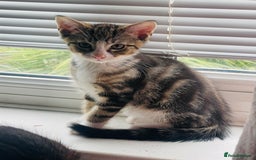 Mixed Breed cats for sale: Beutiful kittens for sale - Image 8