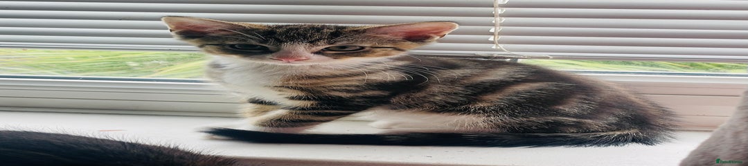 Mixed Breed Kitten 1