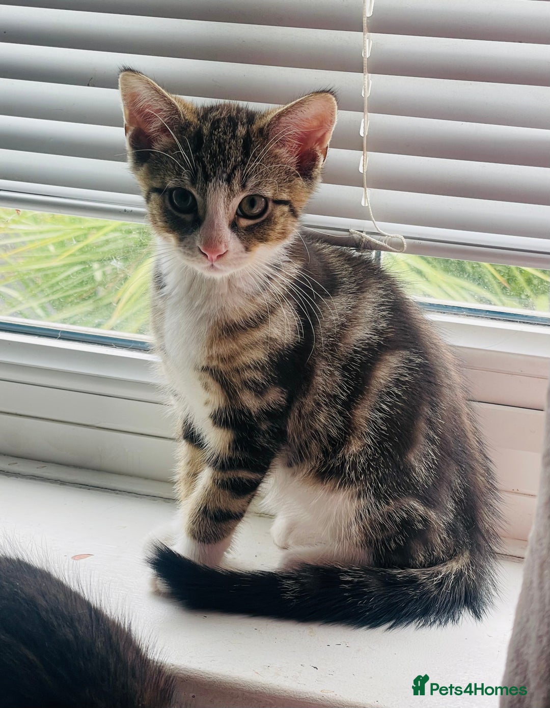 Mixed Breed cats for sale: Beutiful kittens for sale - Image 8