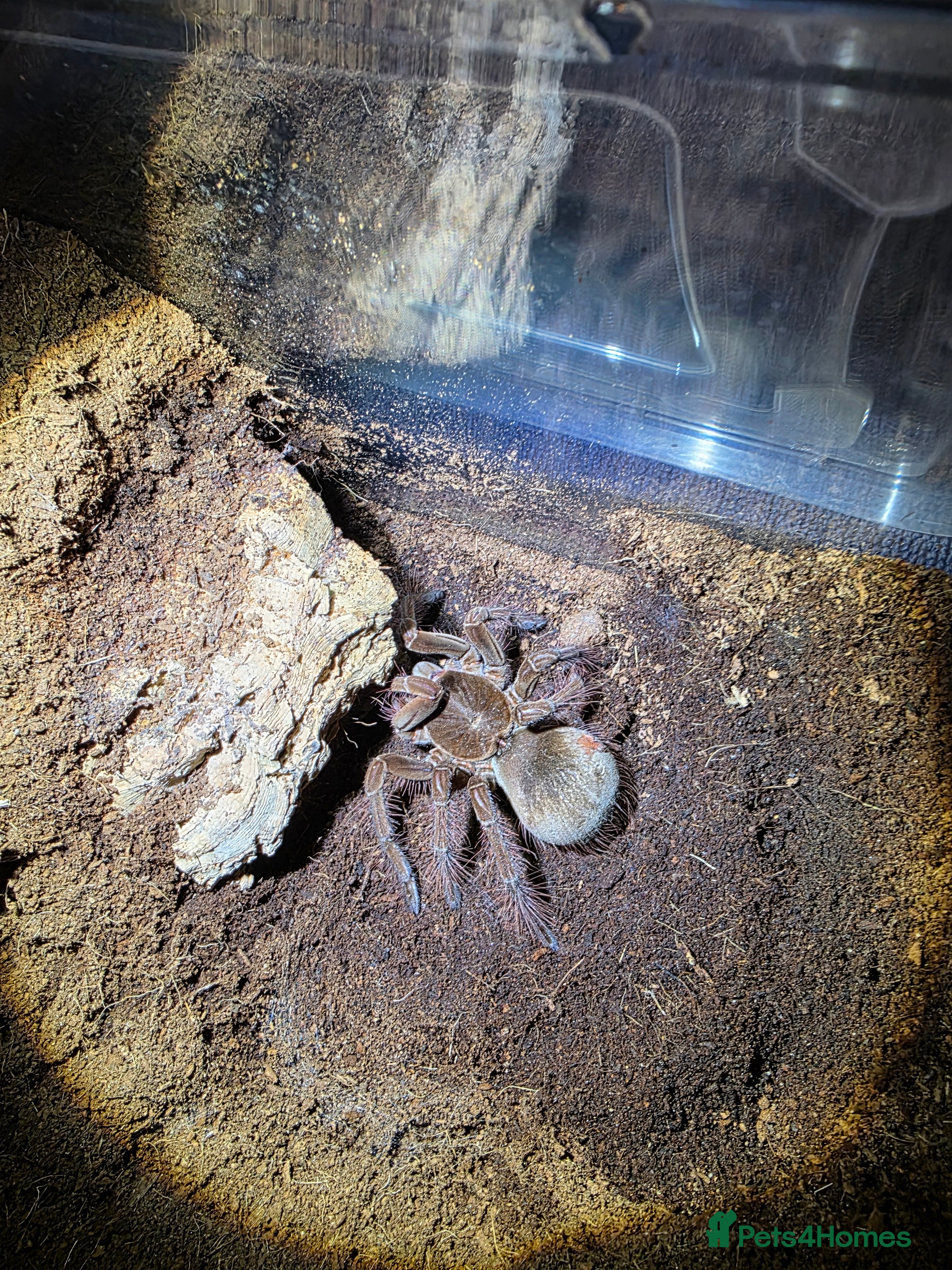 Tarantulas invertebrates 3 Females – T. stirmi N. tripepi P. atrichomatus. - Advert 22