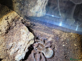 Tarantulas invertebrates 3 Females – T. stirmi N. tripepi P. atrichomatus. - Advert 22