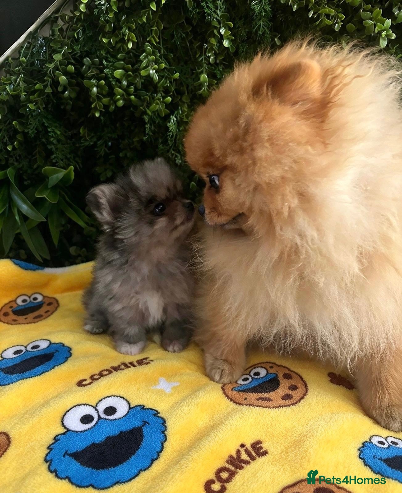 Pomeranian dogs 👀Ready ✨Four Mini Little Gems 💎🐾🐶✨💜🧡🩶🤎 - Advert 1