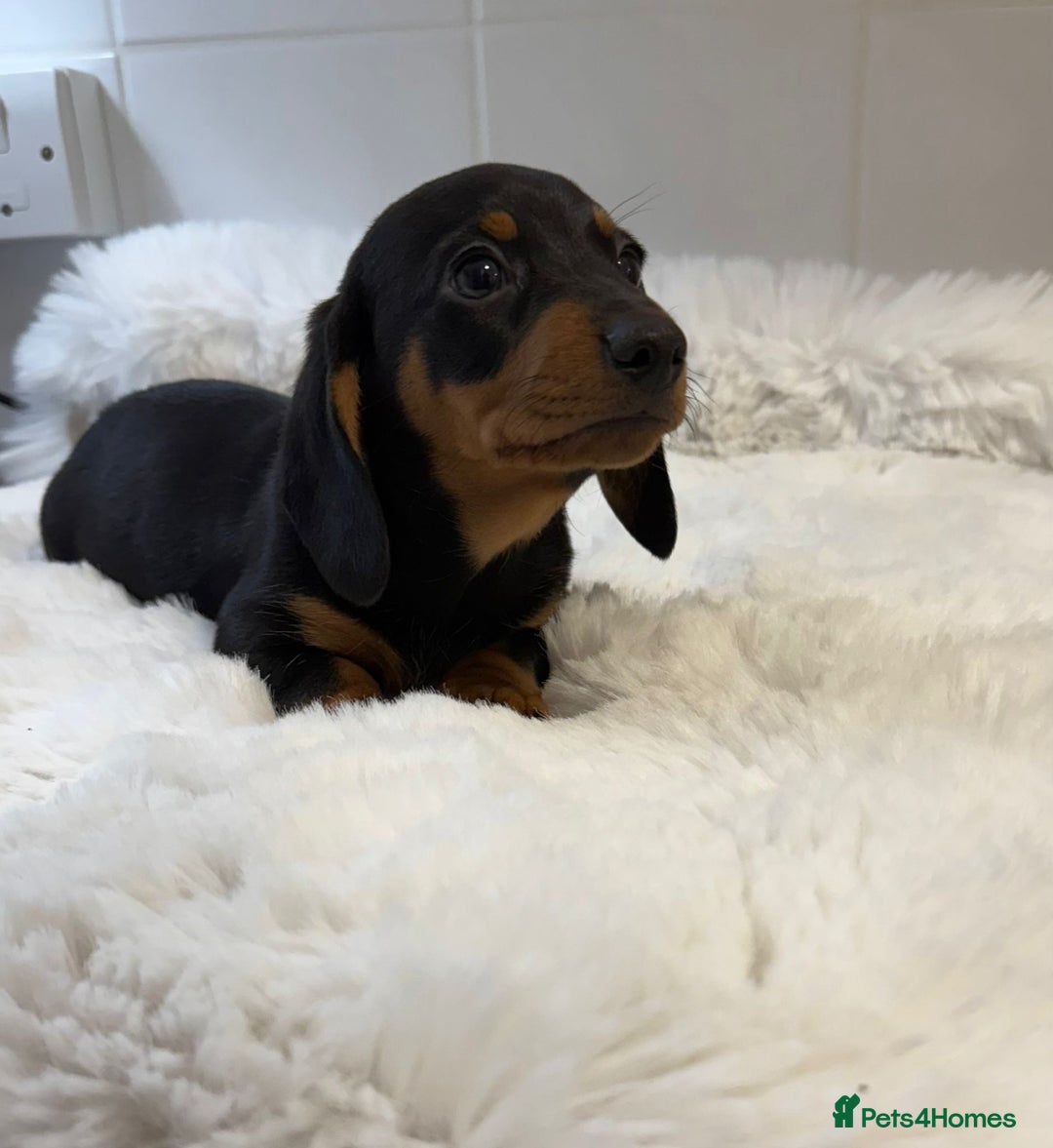 Miniature Dachshund dogs for sale: 2 stunning miniature dachshund puppy’s  - Image 15