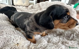Miniature Dachshund dogs for sale: little purebred mini dachshunds pups - Image 2