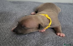 Whippet dogs for sale: 8 KC gorgeous pups, 4 boys & 4 girls. - Image 8