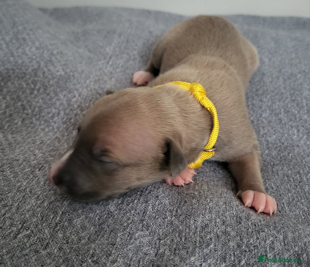 Whippet dogs for sale: 8 KC gorgeous pups, 4 boys & 4 girls. - Image 8