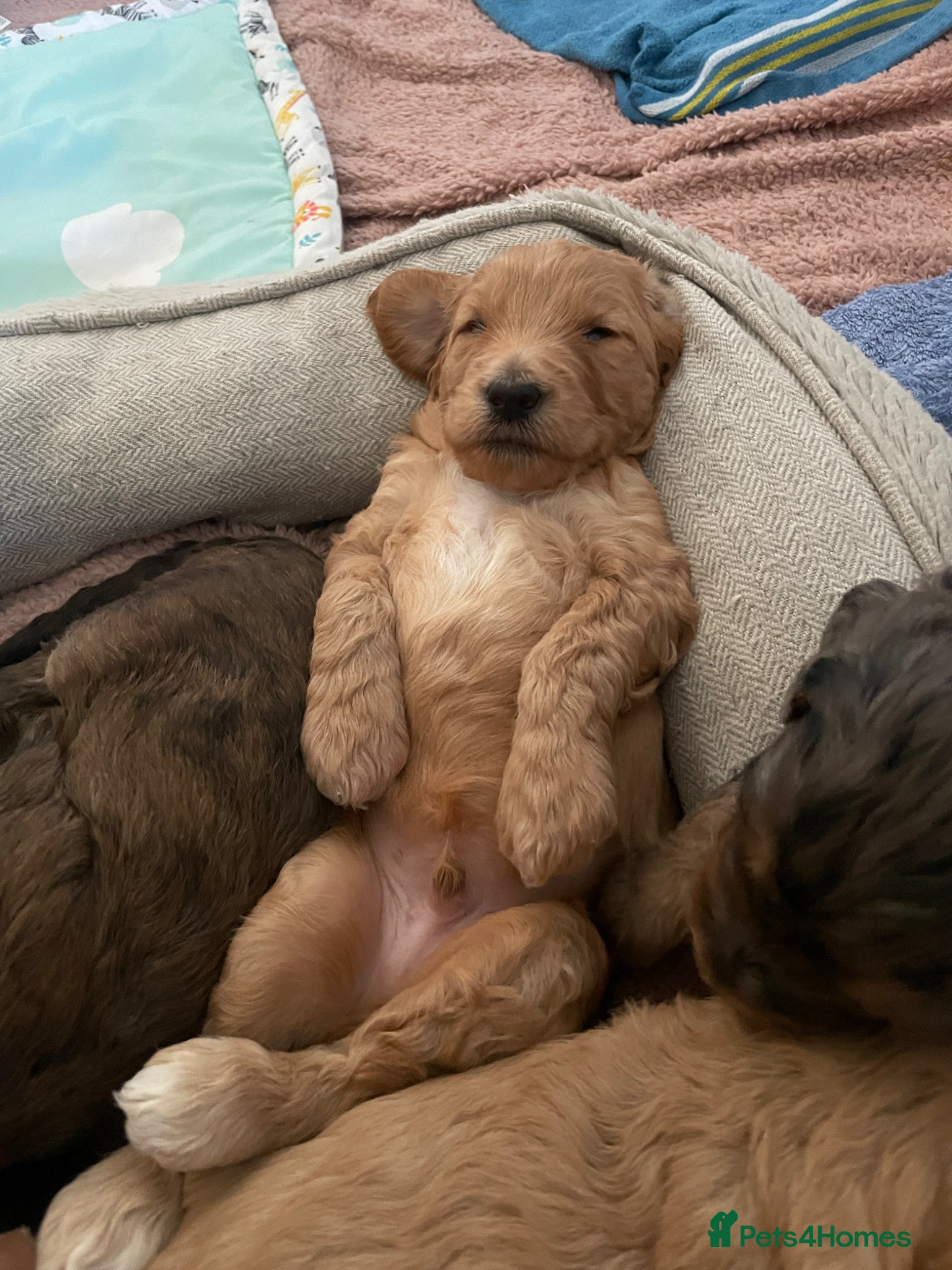 Double Doodle dogs Supreme Double Doodles - striking and unique coats - Advert 1