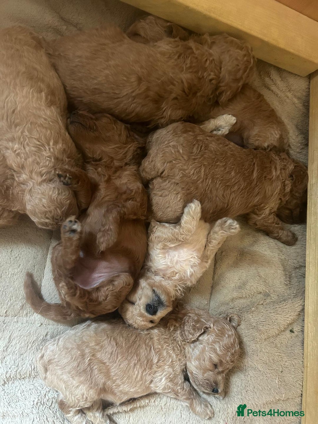 Labradoodle dogs for sale: Miniature labradoodle hypoallergenic  - Image 6