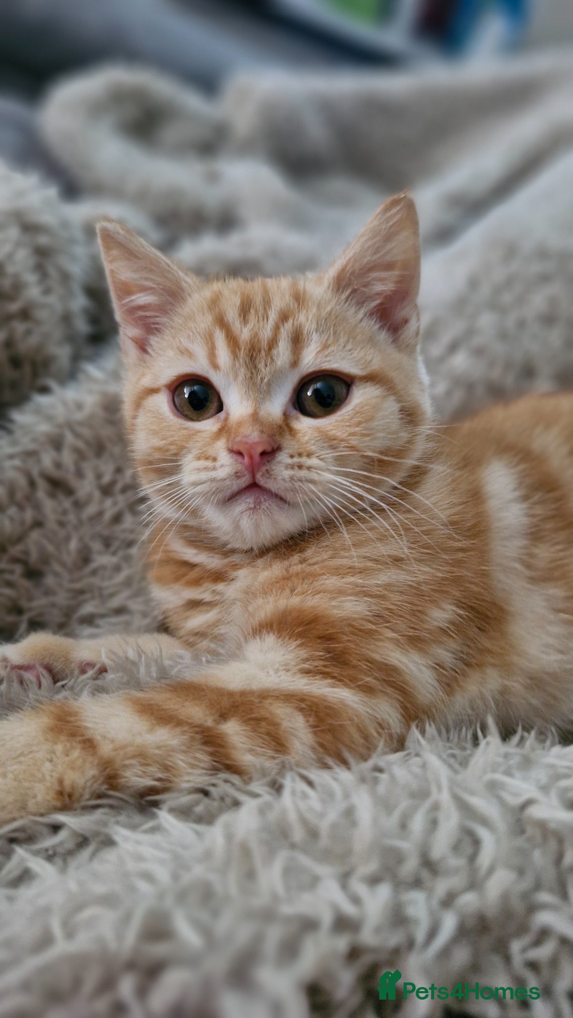 Scottish Fold cats Scottish Fold Kittens READY FOR NEW HOMES  - Advert 9