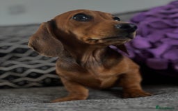 Dachshund dogs for sale: CHAMPION LINE KC REG MINI DACHSHUND GIRLS  - Image 8